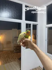  2 جوز روز أليفات للبيع