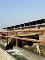  10 أبقار بأسعار مناسبة ومختلفه لكل وحده بولاية صحم