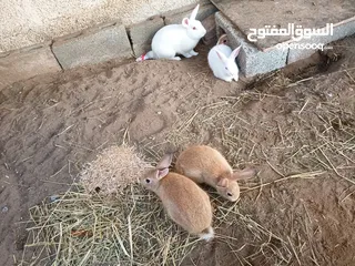  4 للبيع أرانب عماني مع هولند