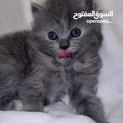  9 قطط سكوتش فولد