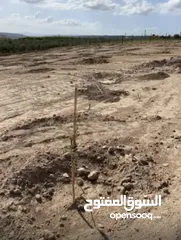  3 مزرعة زيتون ولوزيات