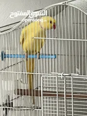  1 درارة صفرة