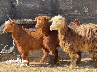  2 جدايه و سخله