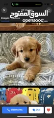  6 puppy Golden Retriever جرو جولدن رتريفر
