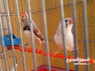  4 جوز جنه نخب اول وطيره كنار جاهزه على الفحل