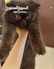 2 Free beautiful Persian female cat