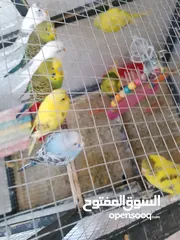  6 كوم حب  جوز تحتو فرخين وجه فطم  وجوز تحتو 3 فراخ عمر اسبوع  وجوز جنة  و 10 مخاليف حب ومطير