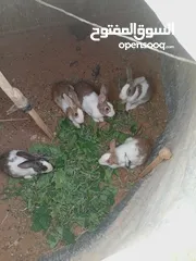  4 أرانب  4 اناثي 1 ذكر