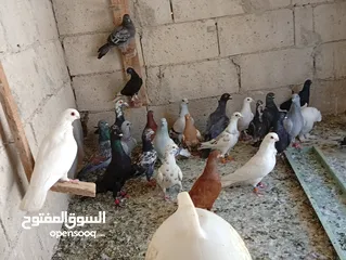  5 حمام للبيع الوان كش  طيور حمام