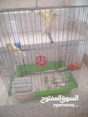  5 مخاليف كنار عدد 10