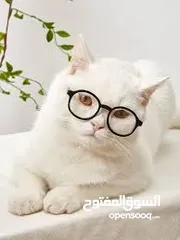  14 نظارات قطه او كلب بيبي شمسيه او قراءه تناسب جميع الانواع قطة  سكوتش انغوارا  شيرازي و لكل الاعمار لا