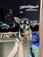 18 Chihuahua puppies