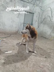  1 كلاب هاسكي