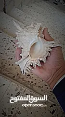  1 تحفه فنيه من شواطئ زاندفورت هولندا