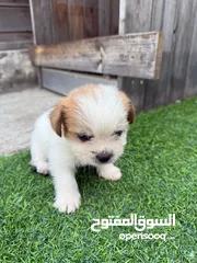  2 كلاب حجم صغير ما بكبر  شعر طويل  مناسبة لكل بيت  لعوبات وذكيات  سريعات التعلم
