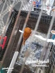  4 صلات النبي كوم كنار للبيع صحه ونضافه والوان بجنن