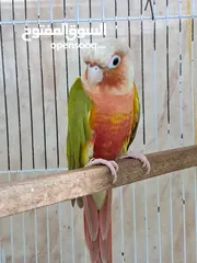  5 Red factor Pineapple conure