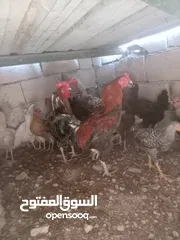  2 محمد صمادي