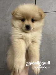  25 جراء بوميريان اصغر حجم تيكب