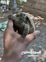  1 ذكر سلحفاة للبيع