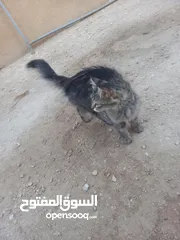  4 قط مكس / بلدي