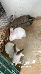  10 مجموعه ارنب للبيع