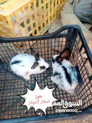  7 ارانب هجين