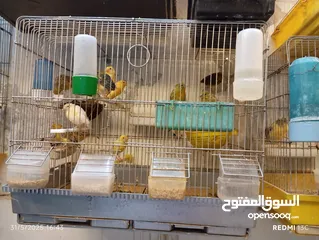  2 طيور كنارت وببغات للبيع
