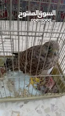  2 فرخ صقيري حر للبيع