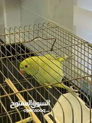  1 ذكر دره جاهز