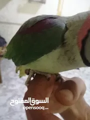  9 فحل كاسندرا طوق كامل أليف 100%