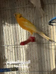  3 فحل وطيرتين للبيع