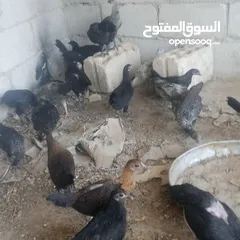  7 بسم الله فرخات نخب اول