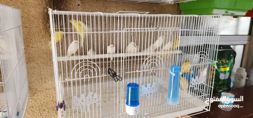  5 طيور كناري سوري