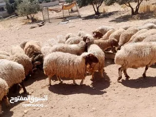  1 بيع حلال بلدي سن نظيف