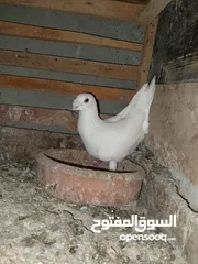  9 طواير شغاله