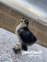  5 صيصان براهمي لبيع