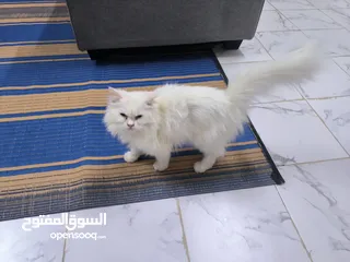  2 قطة شيرازية للبيع