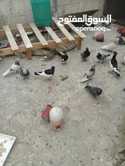  9 حمام للبيع