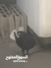  3 جوز نوري فحل وطيره