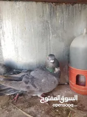  2 جواز بواز بسعر حرق