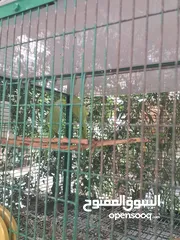  6 بغبغاء درة جوز عدد 2