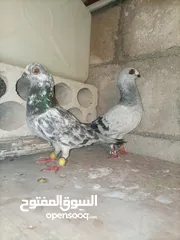  13 جواز وفحول وطواير فلت مشكلات شرا يرن