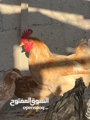  8 جاج لوهمان + بلدي بياض للبيع