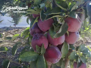  14 مزرعه مثمرهه فواكه مشكله مردود سنوي من 8 إلى 12 الف