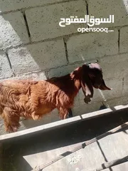  3 عنز ماشاء الله تبارك الرحمن مع سخلات عدد2