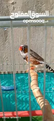  3 جوز طيور الجنه العمر شهرين