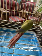  5 جوز كنيور جرين شيك عمر اكثر من سنتين