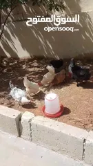  4 دجاج بلدي للبيع  6 دجاجات وديك