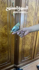  4 كوكتيل للبيع أليفات جداً جدا مخاليف سعر الحبه 15
